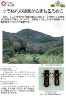 ナラ枯れの被害からまもるために（埼玉県）_1