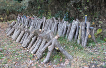 PXL_20251129_061342251