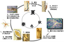 松枯れの仕組み