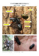 クヌギの樹液に群がる甲虫たち_1