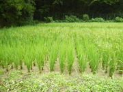 DSCN8416