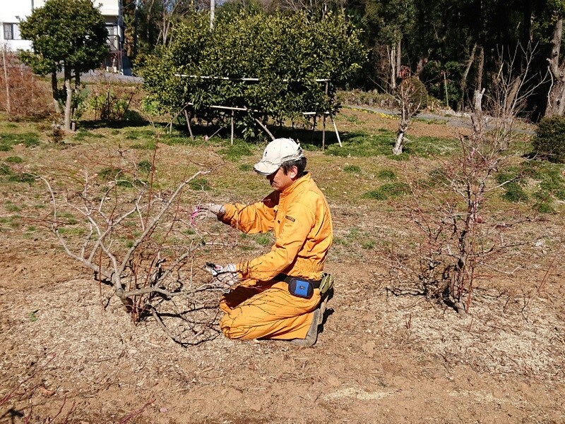 ブルーベリーの枝剪定 ２月９日 岩殿満喫クラブ 岩殿 Day By Day