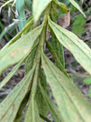 PXL_20260729_082637832