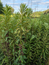 PXL_20260729_082559520