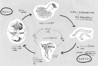 ヒラタケ白こぶ病発生サイクル