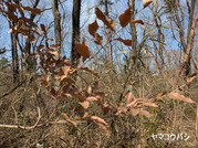 PXL_20260301_024855544