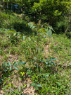 PXL_20260515_041327564