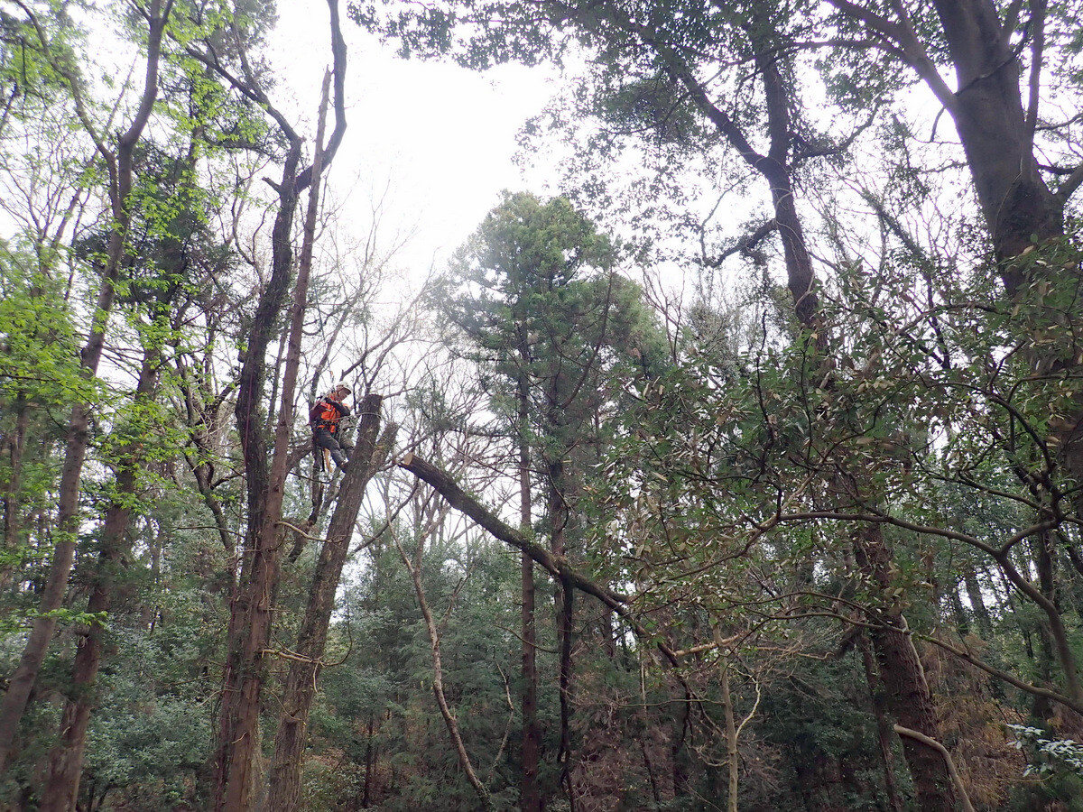 ナラ 立木で販売します。その2 11月23日伐採します。