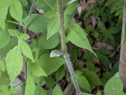 PXL_20260506_042716118