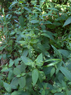 PXL_20260806_032153367