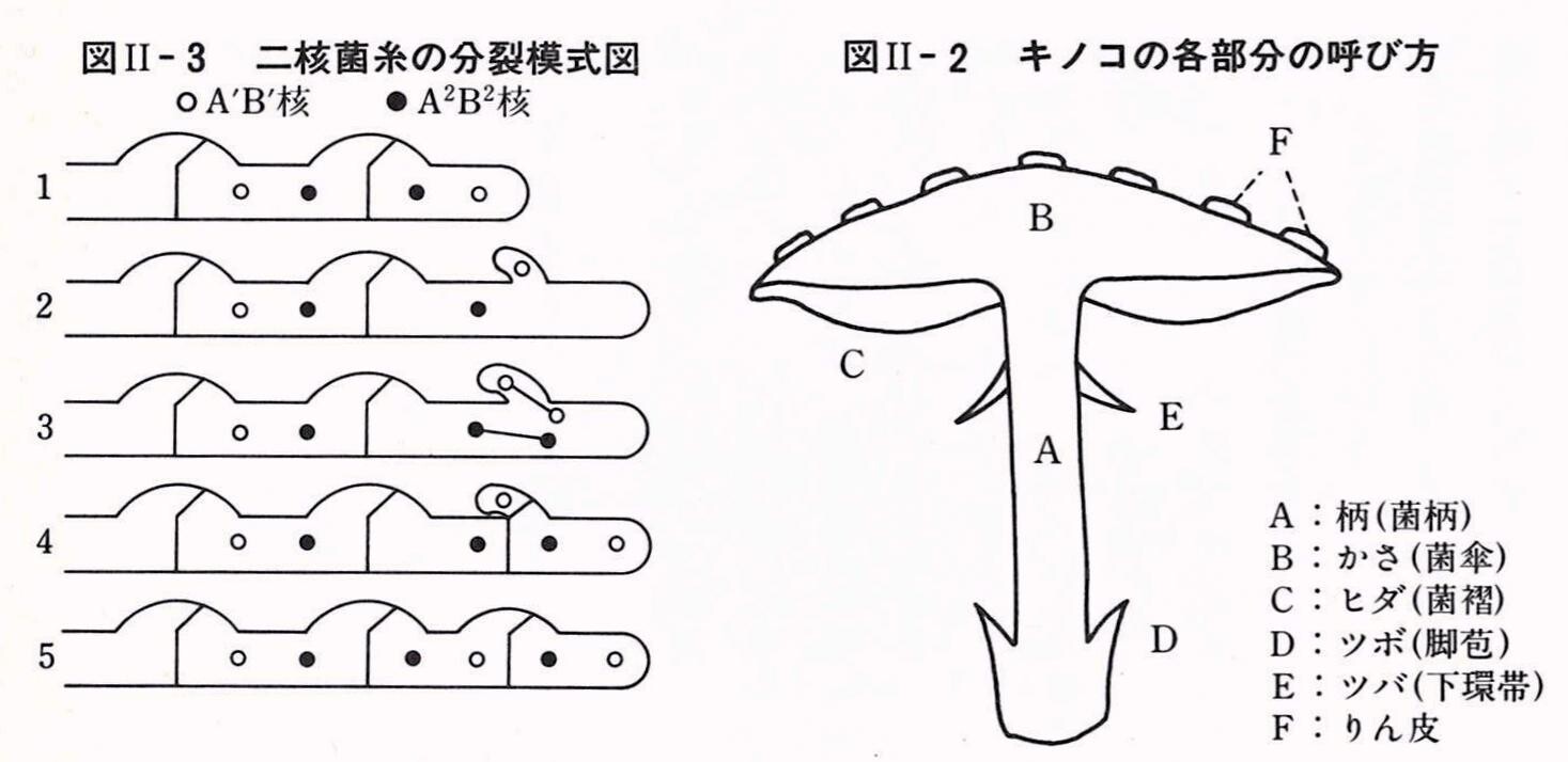 シイタケのライフサイクル １月２９日 岩殿満喫クラブ 岩殿 Day By Day