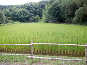 DSCN8746