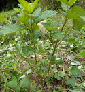 PXL_20260624_031206289