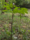 PXL_20260516_050556040
