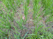 PXL_20260715_090139801