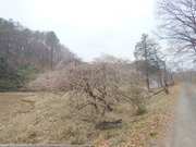 DSCN3158