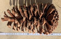 PXL_20260621_213509820