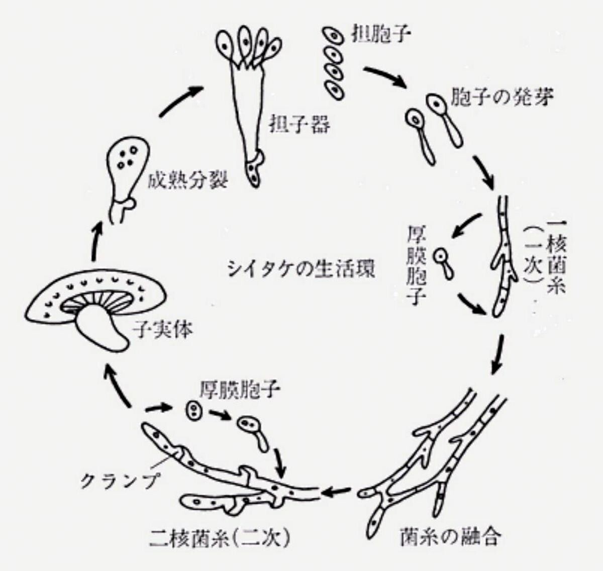 シイタケのライフサイクル １月２９日 岩殿満喫クラブ 岩殿 Day By Day