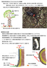 マツグリーン2作業方法2