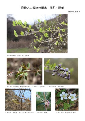 岩殿谷津田の樹木開花・開葉