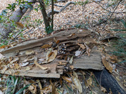 PXL_20251203_024017815