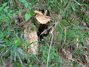 PXL_20260605_034418149
