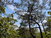PXL_20260617_040248884