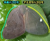 19 外来&編笠ハゴロモ比較