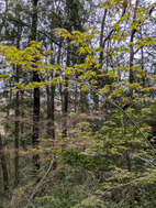 PXL_20260331_080620493