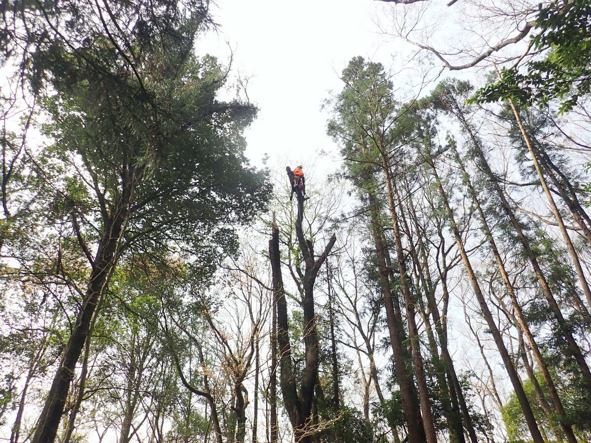 ナラ 立木で販売します。その2 11月23日伐採します。