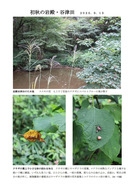 入山谷津の植物２_1