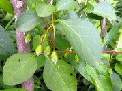 エゴノキ実3