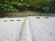 DSCN5237