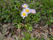 PXL_20260410_033810714
