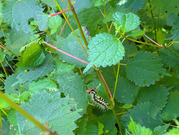 PXL_20260805_045150149