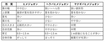 ヒメジョオン類の比較