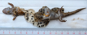 PXL_20260329_043542806