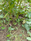 PXL_20260624_031156499