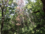 P8090033