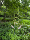 PXL_20260621_083728398