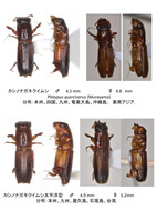 カシノナガキクイムシとその仲間(森林総研)_2