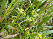 コモチマンネングサ