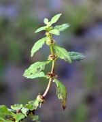 コシロネ17.10.27