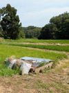 PXL_20260731_051429522