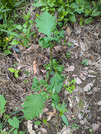 PXL_20260621_083950583