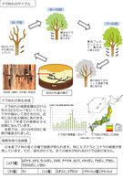 ナラ枯れの被害からまもるために（埼玉県）_2