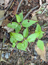 PXL_20260604_023037537