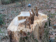 PXL_20260116_015520047