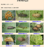 ブタクサハムシ