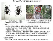 ツヤハダゴマダラカミキリについて(埼玉県)